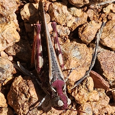 Austroicetes sp. (genus) (A grasshopper) at Gundaroo, NSW - 5 Dec 2024 by Gunyijan