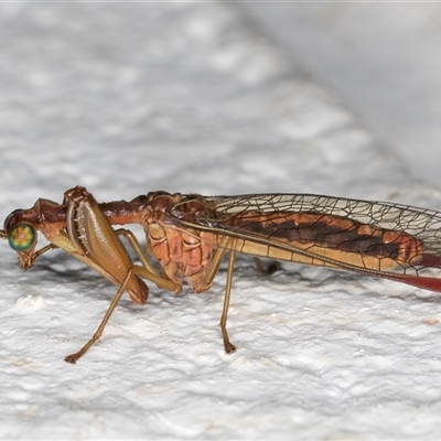 Campion impressus (A mantis lacewing) at Melba, ACT - 28 Nov 2024 by kasiaaus