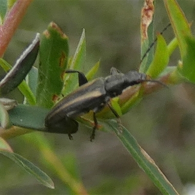 Unidentified Darkling beetle (Tenebrionidae) at Borough, NSW - 3 Dec 2024 by Paul4K