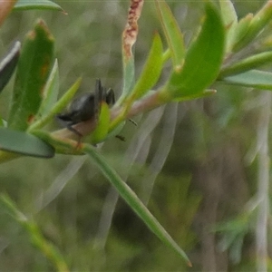 Lepturidea pascoei at Borough, NSW - suppressed