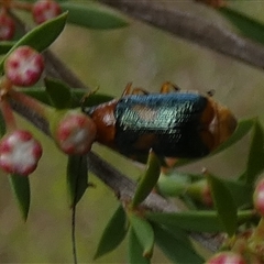 Aporocera sp. (genus) at Borough, NSW - suppressed