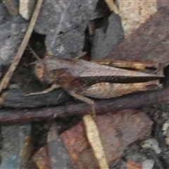 Acrididae sp. (family) (Unidentified Grasshopper) at Borough, NSW - 4 Dec 2024 by Paul4K