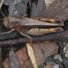 Acrididae sp. (family) at Borough, NSW - suppressed