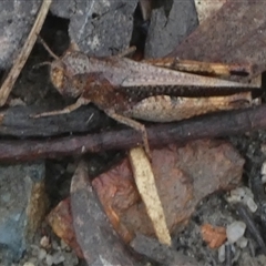 Acrididae sp. (family) at Borough, NSW - suppressed