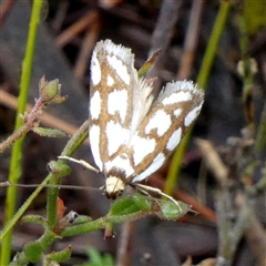 Myrascia trijugella (Wingia Group) at Borough, NSW - 3 Dec 2024 by Paul4K