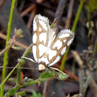 Myrascia trijugella (Wingia Group) at Borough, NSW - 3 Dec 2024 by Paul4K