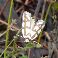 Myrascia trijugella at Borough, NSW - suppressed