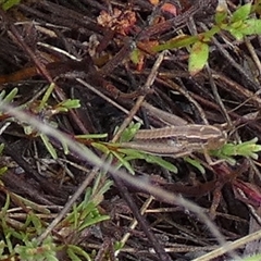 Acrididae sp. (family) (Unidentified Grasshopper) at Borough, NSW - 4 Dec 2024 by Paul4K