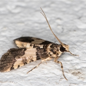 Nacoleia mesochlora (Pied Crambid) at Melba, ACT by kasiaaus