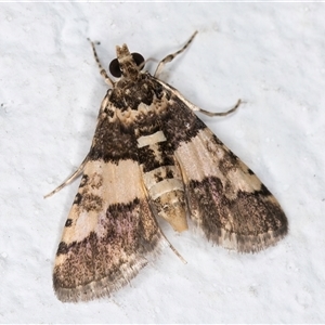 Nacoleia mesochlora at Melba, ACT - 28 Nov 2024 11:41 PM