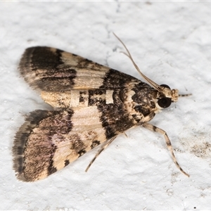 Nacoleia mesochlora at Melba, ACT - 28 Nov 2024 11:41 PM