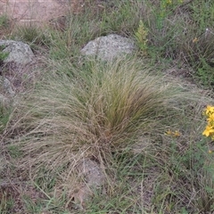 Nassella trichotoma (Serrated Tussock) at Conder, ACT - 7 Jan 2024 by MichaelBedingfield