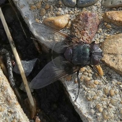 Unidentified Blow fly (Calliphoridae) at Queanbeyan West, NSW - 4 Dec 2024 by Paul4K