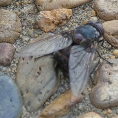 Calliphora vicina at Queanbeyan West, NSW - 5 Dec 2024 07:38 AM