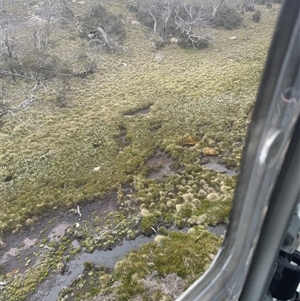 Gallinago hardwickii at Cotter River, ACT - 26 Nov 2024 03:47 PM