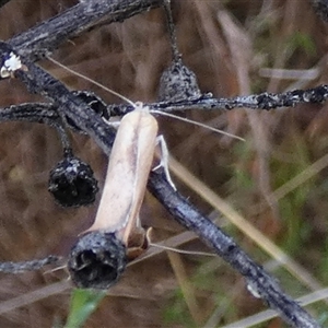 Ptyoptila matutinella at Queanbeyan West, NSW - 5 Dec 2024