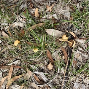 Agrocybe praecox group at Hughes, ACT - 5 Dec 2024