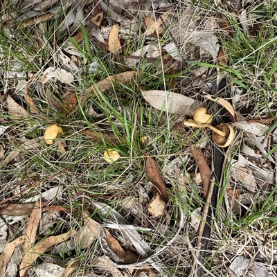 Agrocybe praecox group at Hughes, ACT - 5 Dec 2024 by ruthkerruish