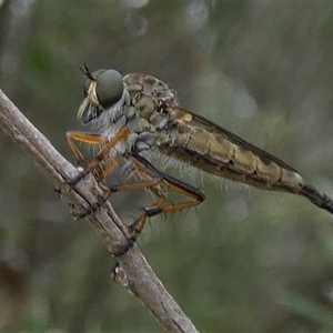 Cerdistus sp. (genus) at Queanbeyan West, NSW - 5 Dec 2024