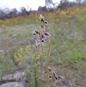 Fimbristylis dichotoma (A Sedge) at Conder, ACT by MichaelBedingfield