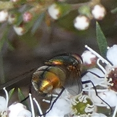 Unidentified Blow fly (Calliphoridae) at Queanbeyan West, NSW - 4 Dec 2024 by Paul4K