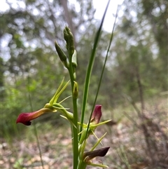 Cryptostylis subulata (Cow Orchid) at Bonny Hills, NSW - 4 Dec 2024 by pls047