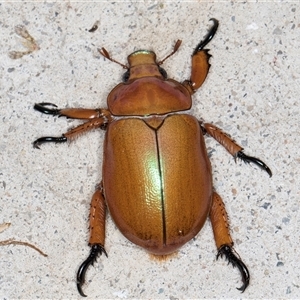 Anoplognathus montanus (Montane Christmas beetle) at Melba, ACT by kasiaaus