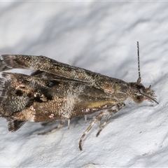 Tebenna micalis at Melba, ACT - 28 Nov 2024 11:48 PM