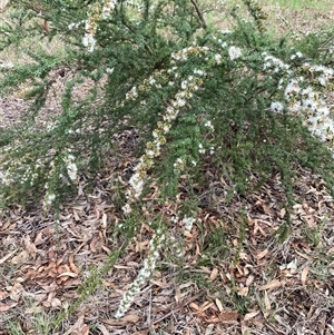 Kunzea sp. (A Kunzea) at Garran, ACT by ruthkerruish