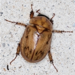 Cyclocephala signaticollis (Argentinian scarab) at Melba, ACT - 28 Nov 2024 by kasiaaus