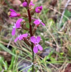 Stylidium montanum (alpine triggerplant) at Rendezvous Creek, ACT - 27 Nov 2024 by JaneR