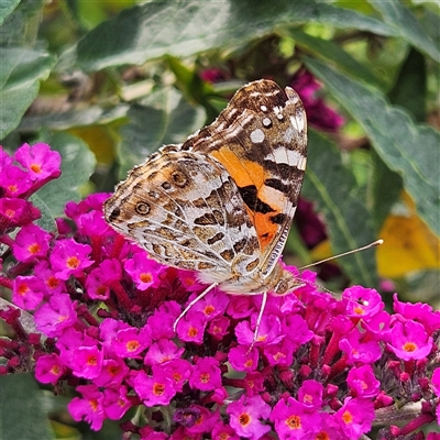 Vanessa kershawi (Australian Painted Lady) at Braidwood, NSW - 5 Dec 2024 by MatthewFrawley