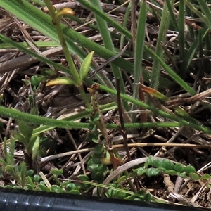 Bossiaea buxifolia at Dry Plain, NSW - 29 Dec 2023 12:41 PM