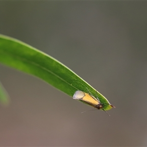 Philobota undescribed species near arabella at Cook, ACT - 19 Oct 2024