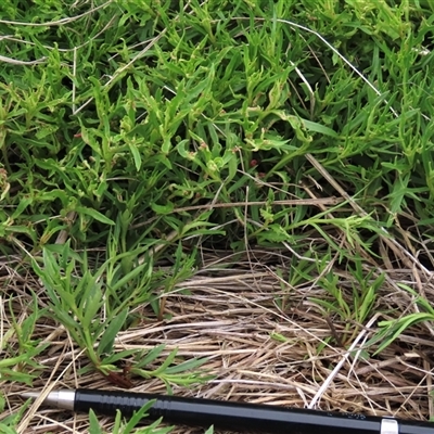 Haloragis heterophylla (Variable Raspwort) at Dry Plain, NSW - 11 Dec 2023 by AndyRoo