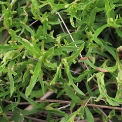 Haloragis heterophylla at Dry Plain, NSW - 11 Dec 2023