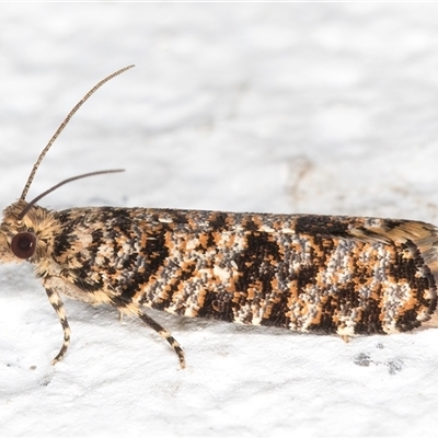 Isochorista (genus) (A Tortricid moth) at Melba, ACT - 28 Nov 2024 by kasiaaus