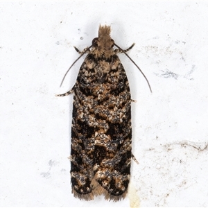 Isochorista (genus) at Melba, ACT - 28 Nov 2024 11:53 PM