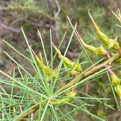 Unidentified Plant at Bonny Hills, NSW - 21 Nov 2024 by pls047