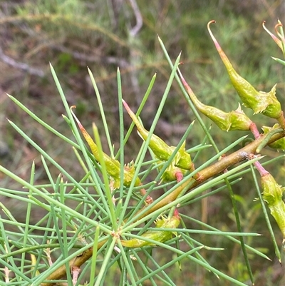 Unidentified Plant at Bonny Hills, NSW - 21 Nov 2024 by pls047