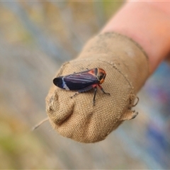 Eurymeloides lineata at suppressed - suppressed