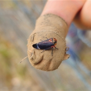 Eurymeloides lineata at suppressed - 5 Dec 2024