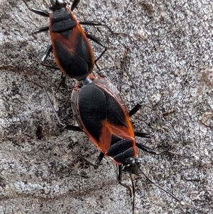 Dindymus circumcinctus at Watson, ACT - 5 Dec 2024 08:28 AM