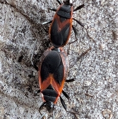 Dindymus circumcinctus at Watson, ACT - 5 Dec 2024 08:28 AM