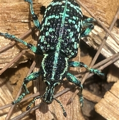 Chrysolopus spectabilis (Botany Bay Weevil) at Bonny Hills, NSW - 14 Nov 2024 by pls047