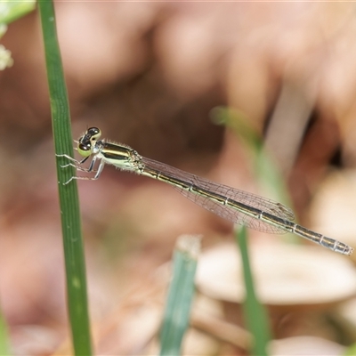 Ischnura aurora (Aurora Bluetail) at Chisholm, ACT - 5 Dec 2024 by RomanSoroka