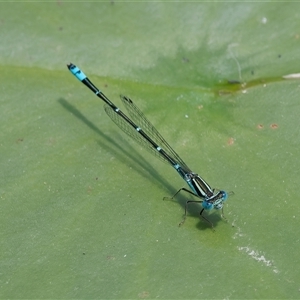 Austroagrion watsoni at Chisholm, ACT - 5 Dec 2024