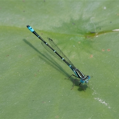 Austroagrion watsoni (Eastern Billabongfly) at Chisholm, ACT - 5 Dec 2024 by RomanSoroka