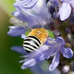 Amegilla (Zonamegilla) asserta (Blue Banded Bee) at Chisholm, ACT - 5 Dec 2024 by RomanSoroka