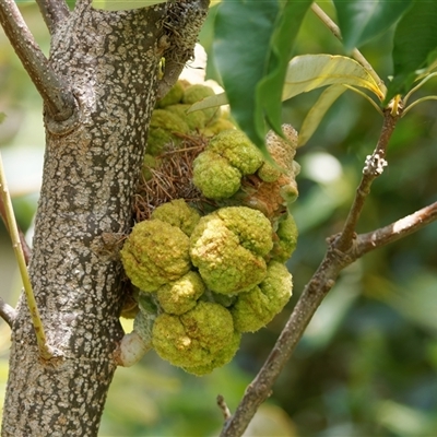 Unidentified Unidentified Insect Gall at Chisholm, ACT - 5 Dec 2024 by RomanSoroka